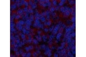 Immunofluorescence analysis of Rat spleen tissue using BMP2 Polyclonal Antibody at dilution of 1:200. (BMP2 抗体)