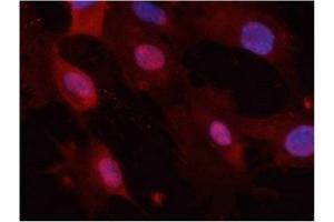 Immunofluorescence staining of methanol-fixed MEF cells using GSK3α/β(Phospho-Tyr279/216) Antibody. (Glycogen Synthase Kinase 3 (GSK3) (pTyr216), (pTyr279) 抗体)