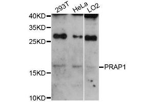 Western blot analysis of extracts of various cell lines, using PRAP1 antibody (ABIN5996782) at 1:3000 dilution. (PRAP1 抗体)