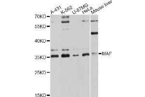 Western blot analysis of extracts of various cell lines, using MAF antibody (ABIN6293355) at 1:3000 dilution. (MAF 抗体)