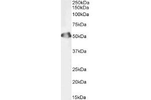 Biotinylated ABIN5608782 (1ug/ml) staining of Human Testis lysate (35µg protein in RIPA buffer). (Septin 6 抗体  (Internal Region) (Biotin))