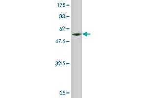 Western Blot detection against Immunogen (55. (SLBP 抗体  (AA 1-270))