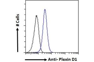 ABIN185358 Flow cytometric analysis of paraformaldehyde fixed K562 cells (blue line), permeabilized with 0. (PLXND1 抗体  (Internal Region))