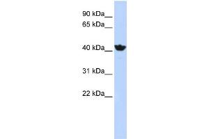 WB Suggested Anti-ADH4 Antibody Titration:  1 ug/ml  Positive Control:  HepG2 cell lysate (ADH4 抗体  (Middle Region))