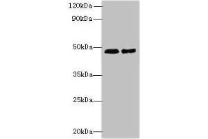 Western blot All lanes: AARSD1 antibody at 0. (AARSD1 抗体  (AA 1-230))