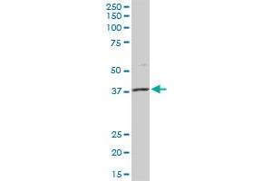MSI1 MaxPab rabbit polyclonal antibody. (MSI1 抗体  (AA 1-362))