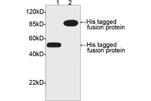 Image no. 1 for anti-His Tag (C-Term) antibody (ABIN294958) (His Tag 抗体  (C-Term))