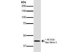 Western Blot analysis of Mouse Brain showing detection of ~40 kDa Nav Beta 3 protein using Mouse Anti-Nav Beta 3 Monoclonal Antibody, Clone S396-29 (ABIN6932446). (SCN3B 抗体  (AA 1-215) (Atto 488))