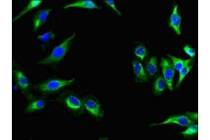 Immunofluorescent analysis of Hela cells using ABIN7164313 at dilution of 1:100 and Alexa Fluor 488-congugated AffiniPure Goat Anti-Rabbit IgG(H+L) (Neuregulin 4 抗体  (AA 1-62))