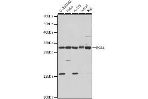 Western blot analysis of extracts of various cell lines, using RGS4 antibody (ABIN7269898) at 1:1000 dilution. (RGS4 抗体  (AA 1-100))
