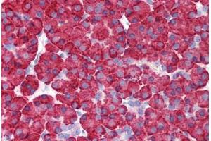 Anti-MDA5 antibody IHC staining of human pancreas. (IFIH1 抗体  (C-Term))