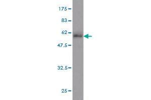 Western Blot detection against Immunogen (48. (ATF2 抗体)