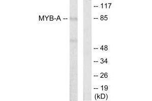 Western blot analysis of extracts from LOVO cells, using MYB-A antibody. (MYBL1 抗体)