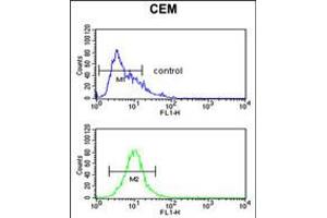 Flow cytometric analysis of CEM cells (bottom histogram) compared to a negative control cell (top histogram). (FUT1 抗体  (AA 164-195))