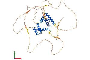 AlphaFold protein structure predicition of Human Recombinant POU2F2 Protein, UniprotID P09086 (Oct-2 Protein (AA 1-479) (His tag))