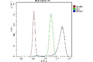 Flow Cytometry analysis of SiHa cells using anti-eIF4A2 antibody (ABIN3043426). (EIF4A2 抗体  (N-Term))