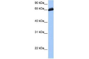 C19ORF21 antibody used at 1 ug/ml to detect target protein. (C19orf21 抗体  (C-Term))