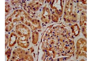 IHC image of ABIN7168264 diluted at 1:600 and staining in paraffin-embedded human kidney tissue performed on a Leica BondTM system. (RNF7 抗体  (AA 2-113))