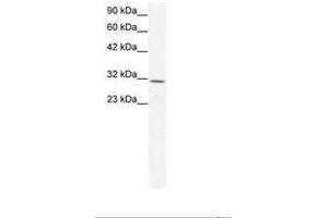 Image no. 3 for anti-Claudin 17 (CLDN17) (AA 103-152) antibody (ABIN202084) (Claudin 17 抗体  (AA 103-152))