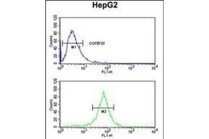 UB Antibody (N-term) (ABIN652775 and ABIN2842510) flow cytometric analysis of HepG2 cells (bottom histogram) compared to a negative control cell (top histogram). (UBAP1 抗体  (N-Term))