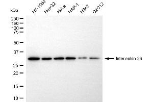 Western blotting analysis using interleukin 26 antibody (ABIN7799104).