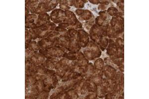 Immunohistochemical staining of human pancreas with MRPL52 polyclonal antibody  shows strong cytoplasmic positivity in exocrine glandular cells at 1:50-1:200 dilution. (MRPL52 抗体)