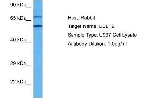 Host: Rabbit Target Name: CELF2 Sample Tissue: Human U937 Whole Cell lysates Antibody Dilution: 1ug/ml (CELF2 抗体  (N-Term))