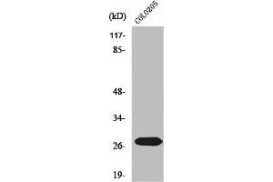 Western Blot analysis of COLO205 cells using NRIP3 Polyclonal Antibody (NRIP3 抗体  (C-Term))