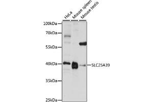 Western blot analysis of extracts of various cell lines, using SLC25 antibody (ABIN7270438) at 1:1000 dilution. (SLC25A39 抗体  (AA 170-250))