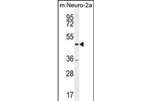 CTBP1 Antibody (C-term) (ABIN654880 and ABIN2844534) western blot analysis in mouse Neuro-2a cell line lysates (35 μg/lane). (CTBP1 抗体  (C-Term))