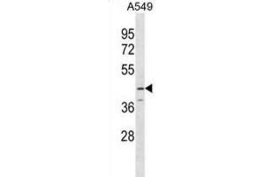 Western Blotting (WB) image for anti-serpin Peptidase Inhibitor, Clade B (Ovalbumin), Member 12 (SERPINB12) antibody (ABIN3000181) (SERPINB12 抗体)