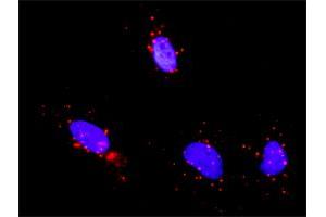 Proximity Ligation Assay (PLA) image for anti-cAMP Responsive Element Binding Protein 1 (CREB1) (AA 1-95) antibody (ABIN560461)