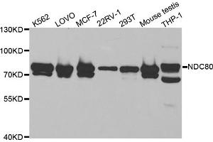 Western blot analysis of extracts of various cell lines, using NDC80 antibody (ABIN5973139) at 1/1000 dilution. (NDC80 抗体)