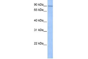 WB Suggested Anti-UNC84A Antibody Titration:  0. (SUN1 抗体  (N-Term))