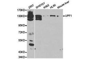 Western Blotting (WB) image for anti-UPF1 Regulator of Nonsense Transcripts Homolog (UPF1) antibody (ABIN1875284) (RENT1/UPF1 抗体)