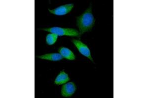 IF analysis of IMPDH1 using anti-IMPDH1 antibody (ABIN7599864).