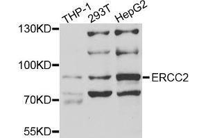 Western blot analysis of extracts of various cell lines, using ERCC2 antibody. (ERCC2 抗体)