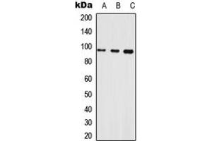 Western blot analysis of Neuroligin 1 expression in HEK293T (A), Raw264. (Neuroligin 1 抗体  (Center))