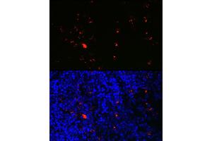Immunofluorescence analysis of mouse spleen using RN Rabbit pAb (ABIN6131626, ABIN6146986, ABIN6146987 and ABIN6225283) at dilution of 1:100 (40x lens). (RNASE2 抗体  (AA 28-161))