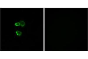 Immunofluorescence (IF) image for anti-Olfactory Receptor, Family 56, Subfamily B, Member 4 (OR56B4) (AA 241-290) antibody (ABIN1535834)