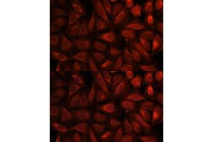 Immunofluorescence analysis of U-2 OS cells using PEBP1 antibody (ABIN3021007, ABIN3021008, ABIN3021009 and ABIN6213891) at dilution of 1:100. (PEBP1 抗体  (AA 1-187))