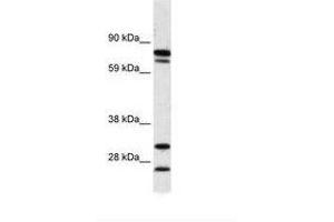 Image no. 1 for anti-Zinc Finger Protein 606 (ZNF606) (AA 38-87) antibody (ABIN6736011) (ZNF606 抗体  (AA 38-87))