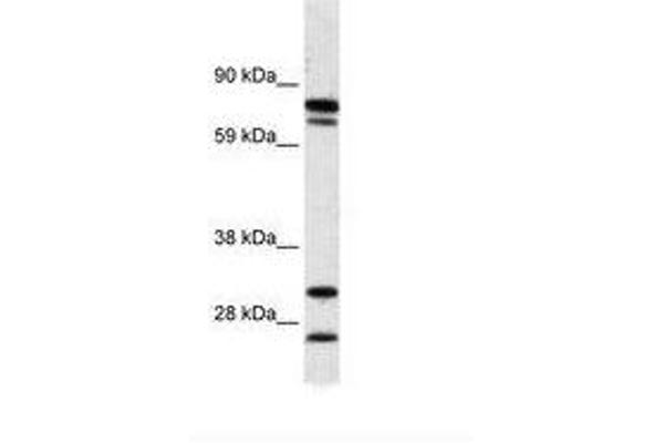 ZNF606 抗体  (AA 38-87)