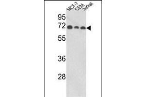 Western blot analysis of ABI1 Antibody (N-term) (ABIN652475 and ABIN2842323) in MCF-7, CEM, Jurkat cell line lysates (35 μg/lane). (ABI1 抗体  (N-Term))