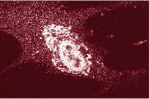 Immunofluorescence staining of WI-38 cells (human lung fibroblasts, ATCC CCL-75). (APBA3 抗体  (AA 63-185))