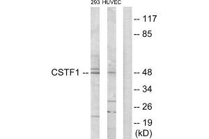 Western blot analysis of extracts from 293 cells and HUVEC cells, using CSTF1 antibody. (CSTF1 抗体  (N-Term))