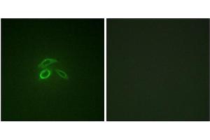 Immunofluorescence staining of methanol-fixed HepG2 cells using CD227/MUC1 (Phospho-Tyr1229) Antibody. (MUC1 抗体  (pTyr1229))