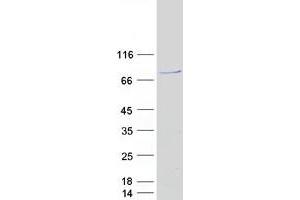 Western Blotting (WB) image for Negative Regulator of Ubiquitin-Like Proteins 1 (NUB1) protein (Myc-DYKDDDDK Tag) (ABIN2727685)