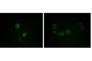 Immunofluorescence analysis of methanol-fixed L-02 (left) and Cos7 (right) cells using ApoM antibody showing cytoplasmic and membrane localization. (Apolipoprotein M 抗体)