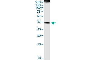 Immunoprecipitation of FASLG transfected lysate using anti-FASLG MaxPab rabbit polyclonal antibody and Protein A Magnetic Bead , and immunoblotted with FASLG MaxPab mouse polyclonal antibody (B01) . (FASL 抗体  (AA 1-281))